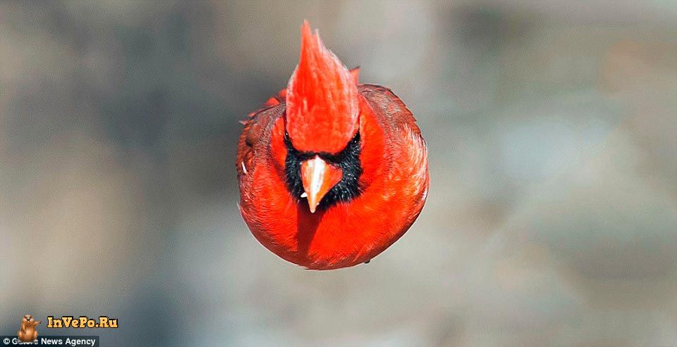 снимок Красного северного кардинала копия Angry Birds