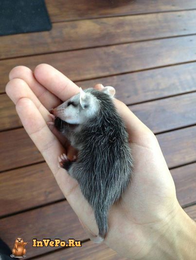 malenkij-opossum-3
