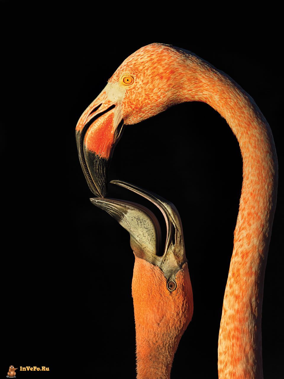 quibbll-steve-russell-american-flamingo