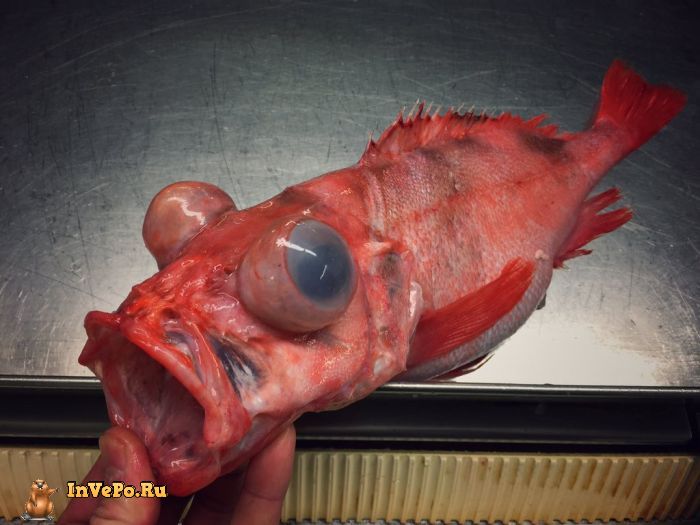 Мурманский моряк публикует фото странных глубоководных существ, попавших в сети (21 фото)
