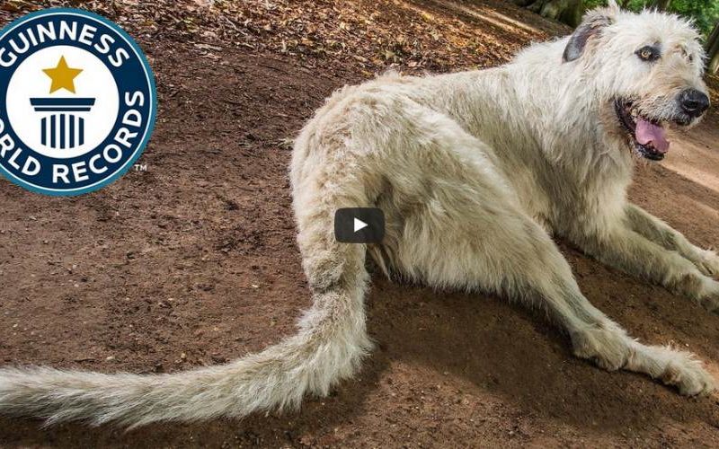 Собака обладатель рекорда Гиннеса, за самый длинный хвост в мире