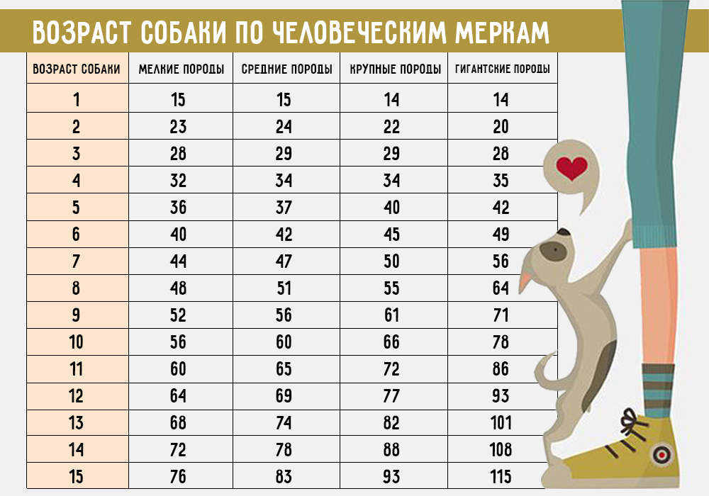 Таблица возраст собак по человеческим меркам