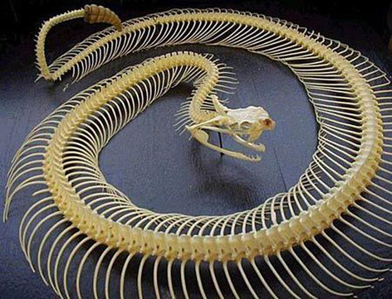 Как выглядит скелет змеи?